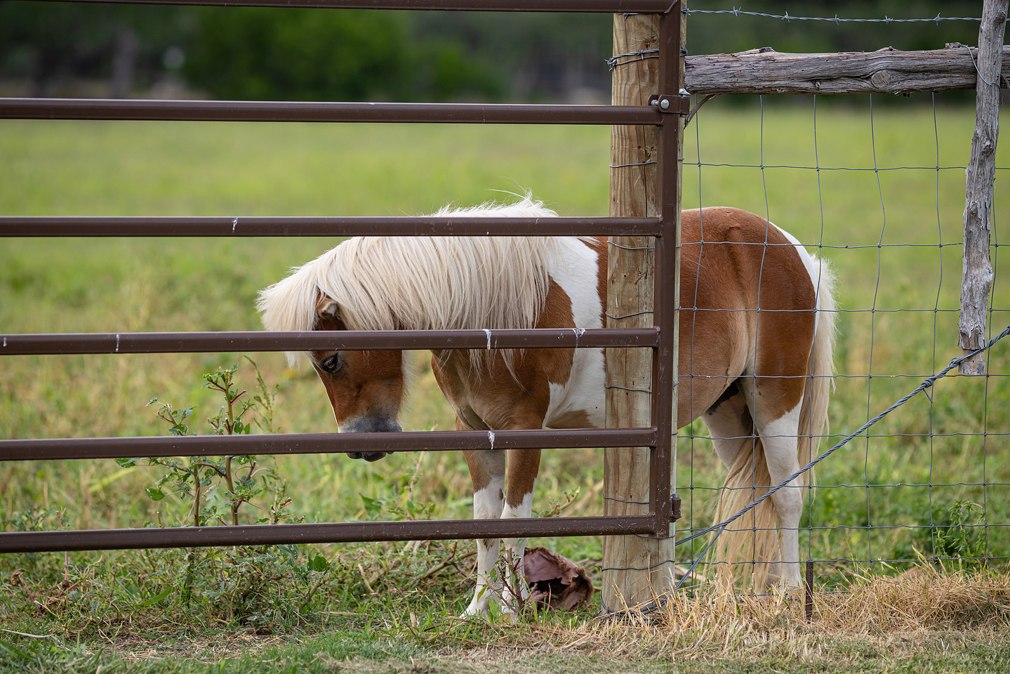Family Photographer McAllen Texas, Horses, boots trucks, country photography