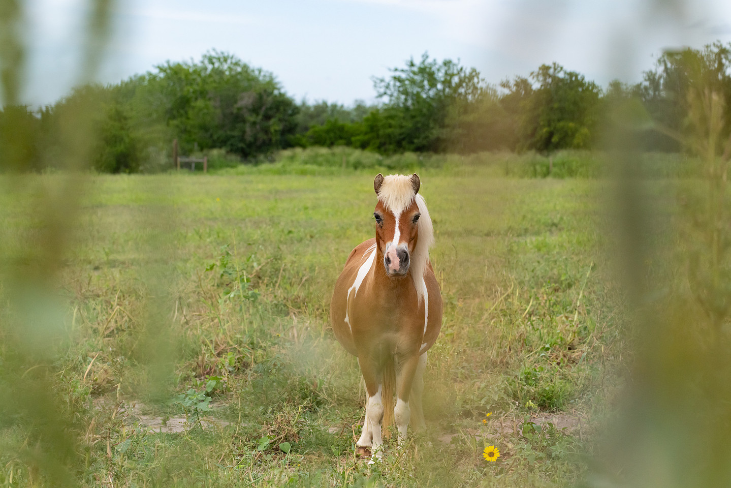 Family Photographer McAllen Texas, Horses, boots trucks, country photography
