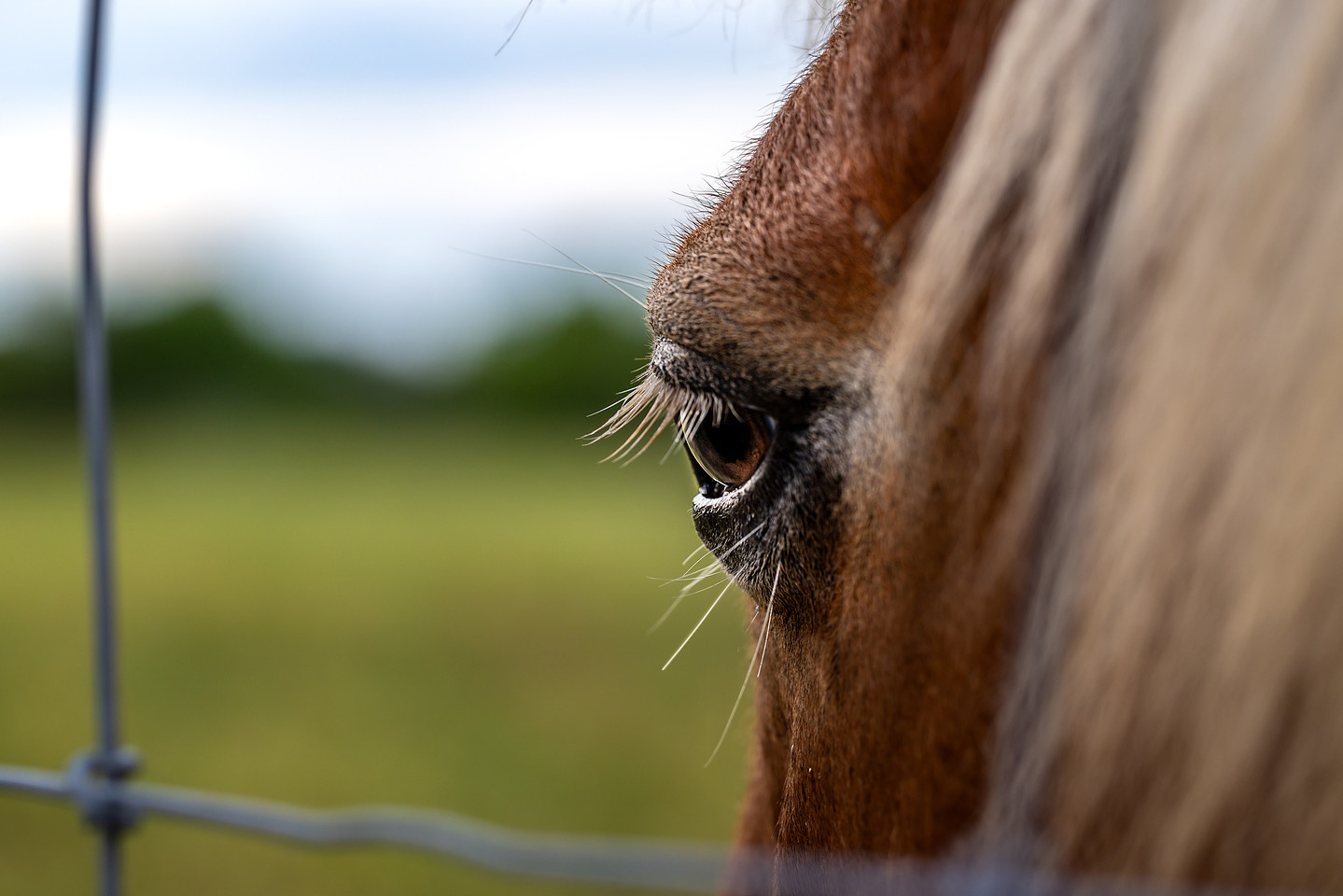Family Photographer McAllen Texas, Horses, boots trucks, country photography