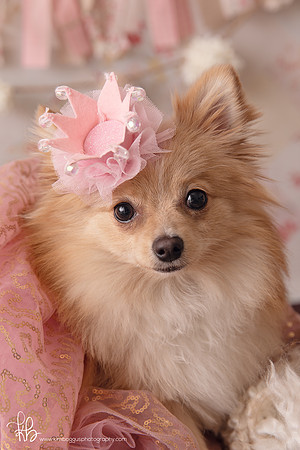 Pet photography McAllen Texas