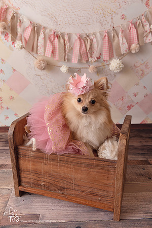 Pet photography McAllen Texas