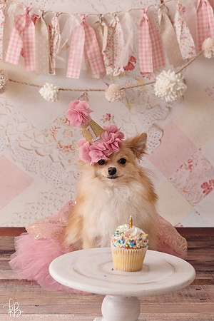 Pet photography McAllen Texas