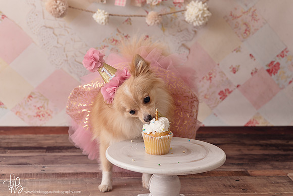 Pet photography McAllen Texas