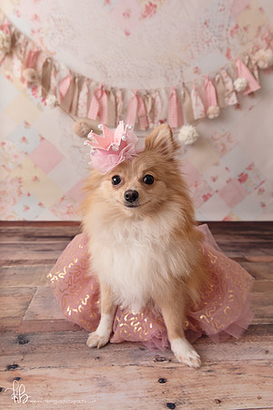 Pet photography McAllen Texas