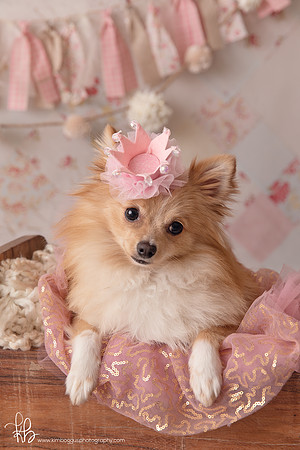 Pet photography McAllen Texas